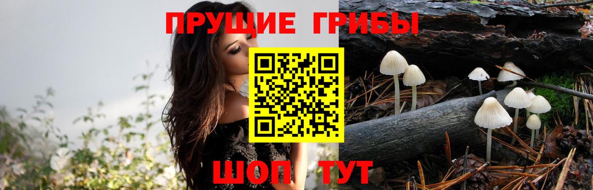 Псилоцибиновые грибы Psilocybe  Псилоцибиновые грибы Magic Shrooms  Волгодонск 